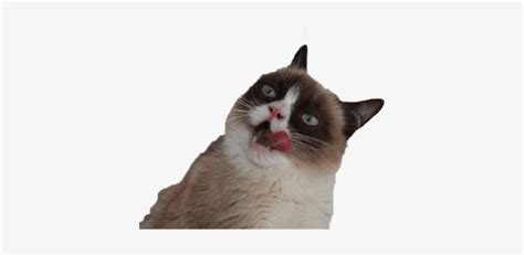 Grumpy Cat Tongue Grumpy Cat Head Png PNG Image Transparent PNG