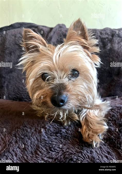 Demanding Yorkie Hi Res Stock Photography And Images Alamy