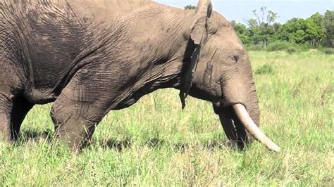 Musth male elephant behavior - Mara Conservancy - YouTube