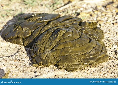 Dung stock photo. Image of cattle, livestock, animal - 35160250 