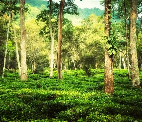 A Deep Dive Into The Chiang Mai Araksa Tea Garden