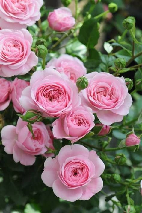 Natalca Beautiful Rose Flowers Rose Flower Amazing Flowers