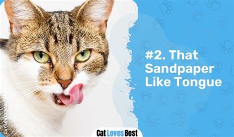 Why Do Cats Smell So Good 5 Surprising Reasons