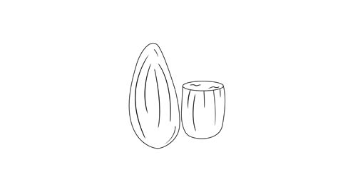 animated sketch of an almond icon 33532178 Stock Video at Vecteezy