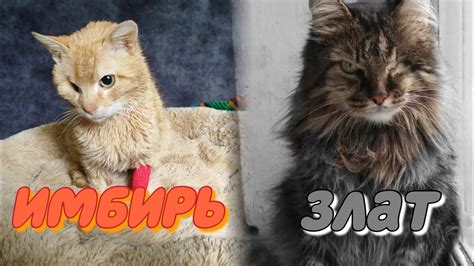 Кошачьи истории в прямом эфире - YouTube