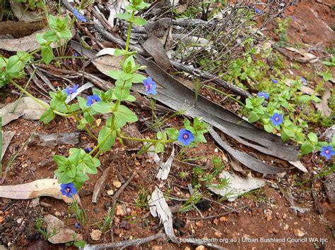 Pimpernel Urban Bushland Council Wa