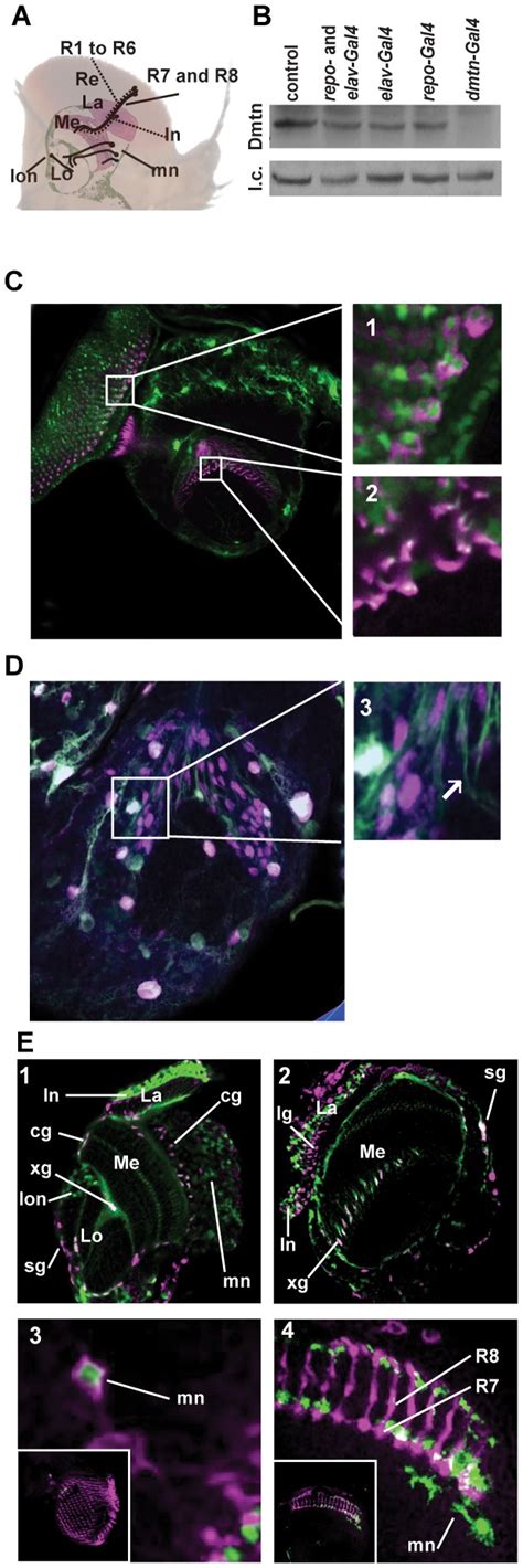 A Schematic Of The Adult Optic Lobe B Immunoblot Of Preparations