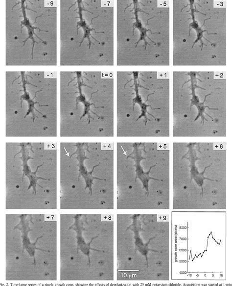 Figure 2 from Depolarization stimulates lamellipodia formation and ...