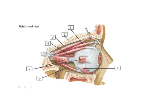 MUSCLES OF THE EYE - RECTUS GROUP Quiz