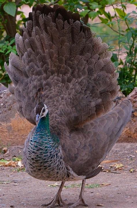 Indian Female Peacock 🦚 : r/peacocks