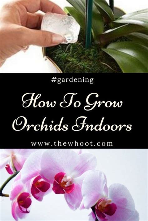 How To Grow Orchids Indoors A Guide For Beginners Growing Orchids Orchids Orchid Plants