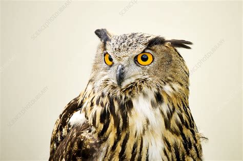 European eagle owl - Stock Image - Z836/0190 - Science Photo Library