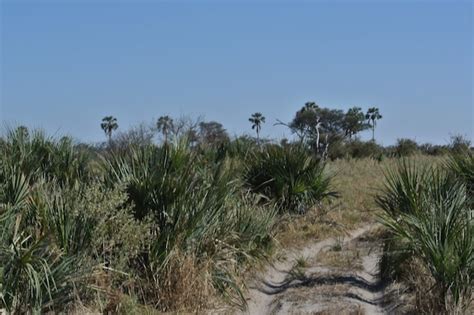 Okavango Delta, Botswana: Palm Trees, Water and Elephants in the ...