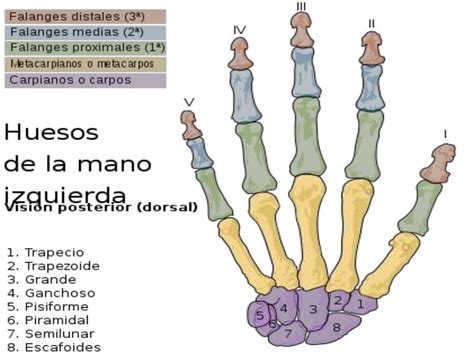 Articulacion De La Mano