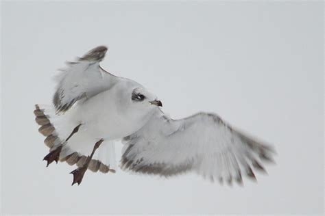 Herts Bird Club Mediterranean Gull