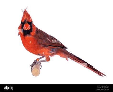 Male Northern Cardinal Aka Cardinalis Cardinalis Bird Sitting On