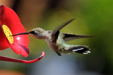 What Time Of Day Do Hummingbirds Feed Answered