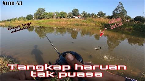 Strike Haruan Tak Puasa Manis Manis Puasa Anasfishingzone Youtube