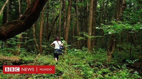 As Es Aokigahara El Bosque De Los Suicidios De Jap N En El Que El