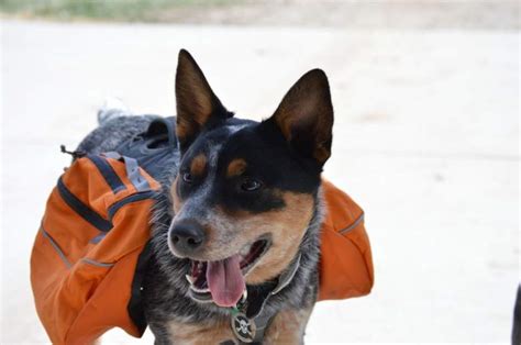 9 Best Dog Hiking Backpacks: Buyer's Guide (2020)