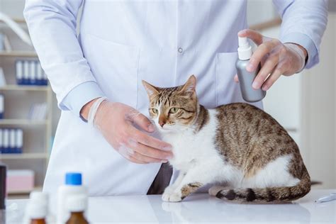 Best Flea Treatment for Cats: A 2021 Complete Buyers' Guide