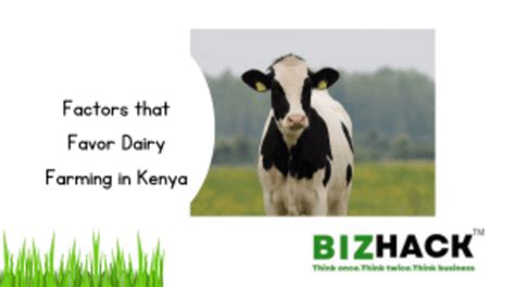 Factors That Favor Dairy Farming In Kenya Bizhack Kenya