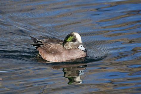 American Widgeon stock photo. Image of paddling, male - 106292106