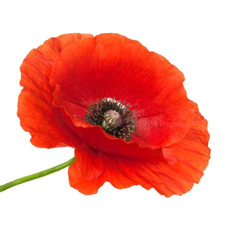 Poppy Flower Stock Photo - Image: 42630685