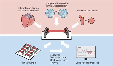 In Vitro Methods To Model Cardiac Mechanobiology In Health And Disease