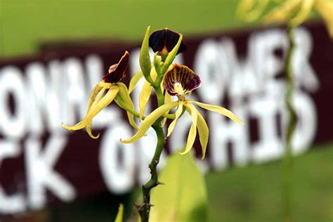 Keindahan Anggrek Hitam Asli Papua Begini Pen Utakatikotak