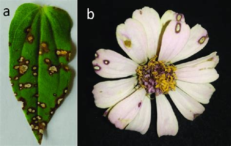 (a) Symptoms of spot disease on Zinnia elegans leaves and (b) Symptoms ...