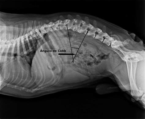 ANOMALÍAS VERTEBRALES CONGÉNITAS Diagnóstico Veterinario