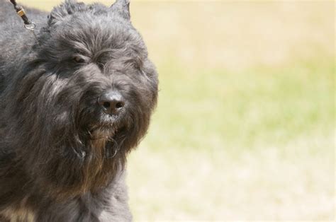 Los Terriers Negros Rusos Son Compatibles Con Otros Perros