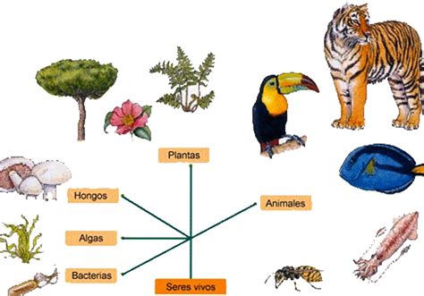 Lista De Seres Vivos
