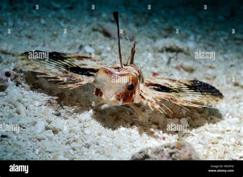 Oriental Flying Gurnard Hi Res Stock Photography And Images Alamy