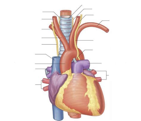 Cardio Diagram Diagram Quizlet