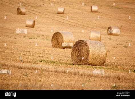 A Stubble Field After Harvest With Bales Of Straw Stock Photo Alamy