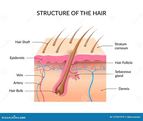 Realistic Human Hair Anatomy Infographics Stock Vector Illustration