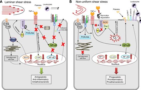 Shear Stress Dependency Of Tnf Signaling In Endothelial Cells A