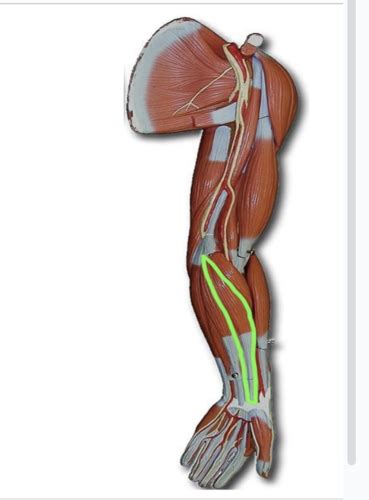 Muscles Of Wrist Hand Finger Movement Flashcards Quizlet