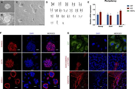 Frontiers DAND5 Inactivation Enhances Cardiac Differentiation In