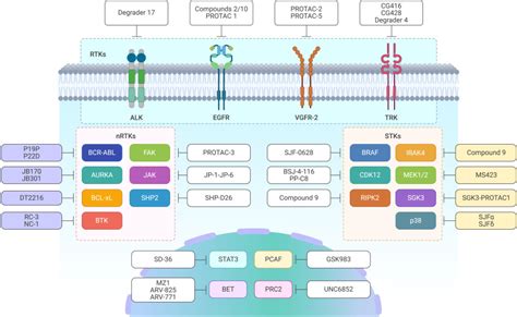 Targeted Protein Degradation In Cancers Orthodox PROTACs And Beyond