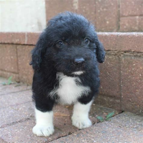 Corgipoo Puppies For Sale • Adopt Your Puppy Today • Infinity Pups