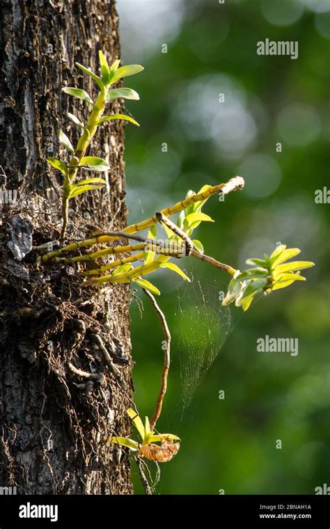 Dendrobium Ellipsophyllum Hi Res Stock Photography And Images Alamy