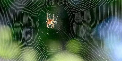 How To Keep Spiders Away From Patio Furniture Temecula CA