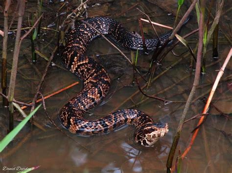 Florida Cotton Mouth — Swamp Girl Adventures