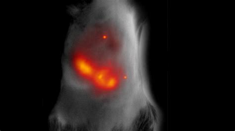 Improving In Depth Imaging Of Tissues Newsroom Albert Einstein