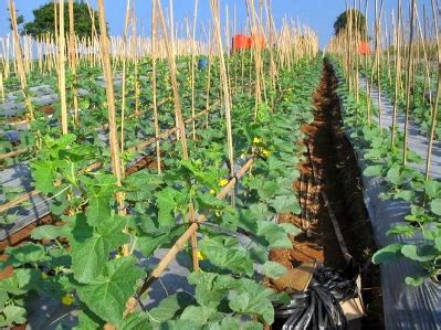 Watermelon Plant Care - Part I - FRUITS