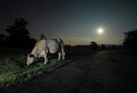 Cow And Night By Getty Images