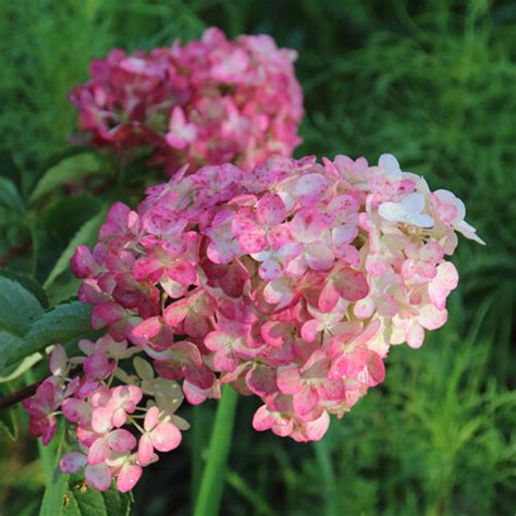 Rispenhortensie weiß rosa STARKL